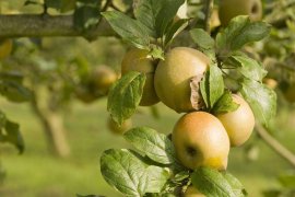 Cider House Oiarbide