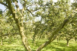 Cider House Ordo Zelai