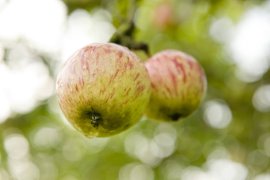 Cider House Etxebarria