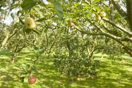 Cider House Etxebarria