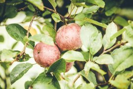 Cider House Erdikoetxe