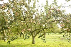 Cider House Iturrieta