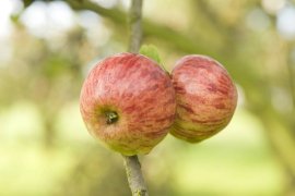 Cider House Kuartango