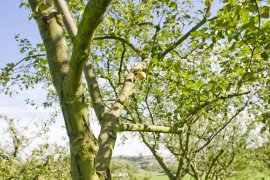 Cider House Kuartango