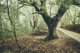 Cider House Larraldea