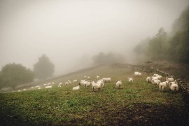 Cider House Larraldea