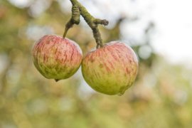 Cider House Begiristain