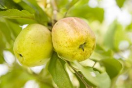 Cider House Gartziategi