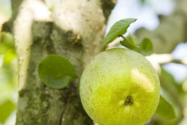 Cider House Sarasola