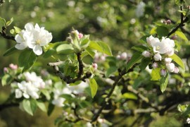 Cider House Sarasola