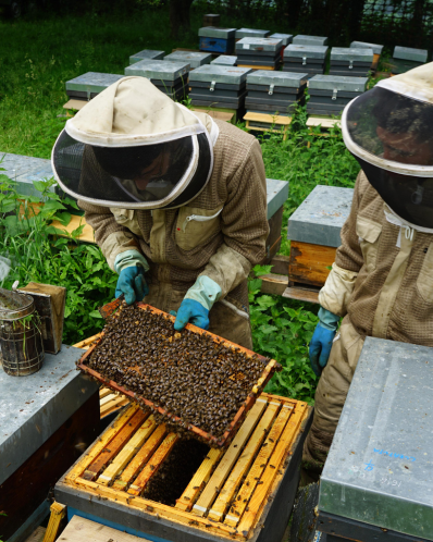 BEEKEEPING, FARMER’S MARKET AND CIDER CELLAR