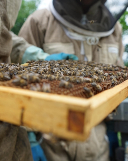 APICULTURE, MARCHÉ FERMIER ET CAVE À CIDRE APICULTURE, MARCHÉ FERMIER ET CAVE À CIDRE