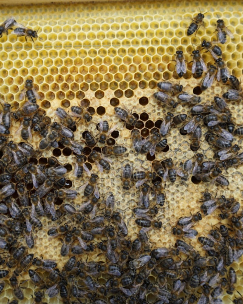 BEEKEEPING, FARMER’S MARKET AND CIDER CELLAR