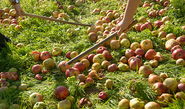 Récolte des pommes