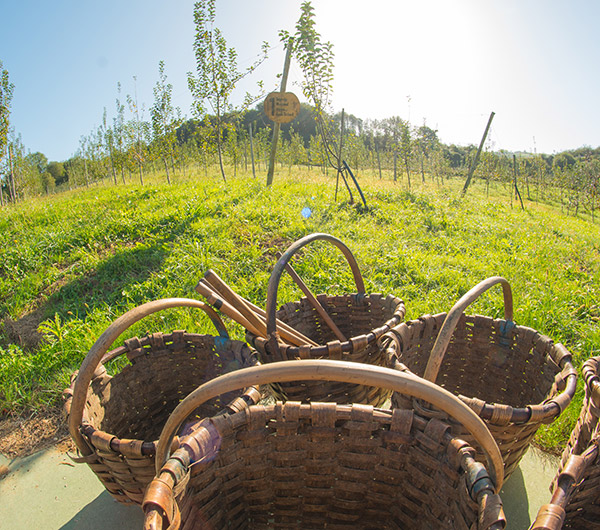 Les vergers de pommiers, une richesse collective